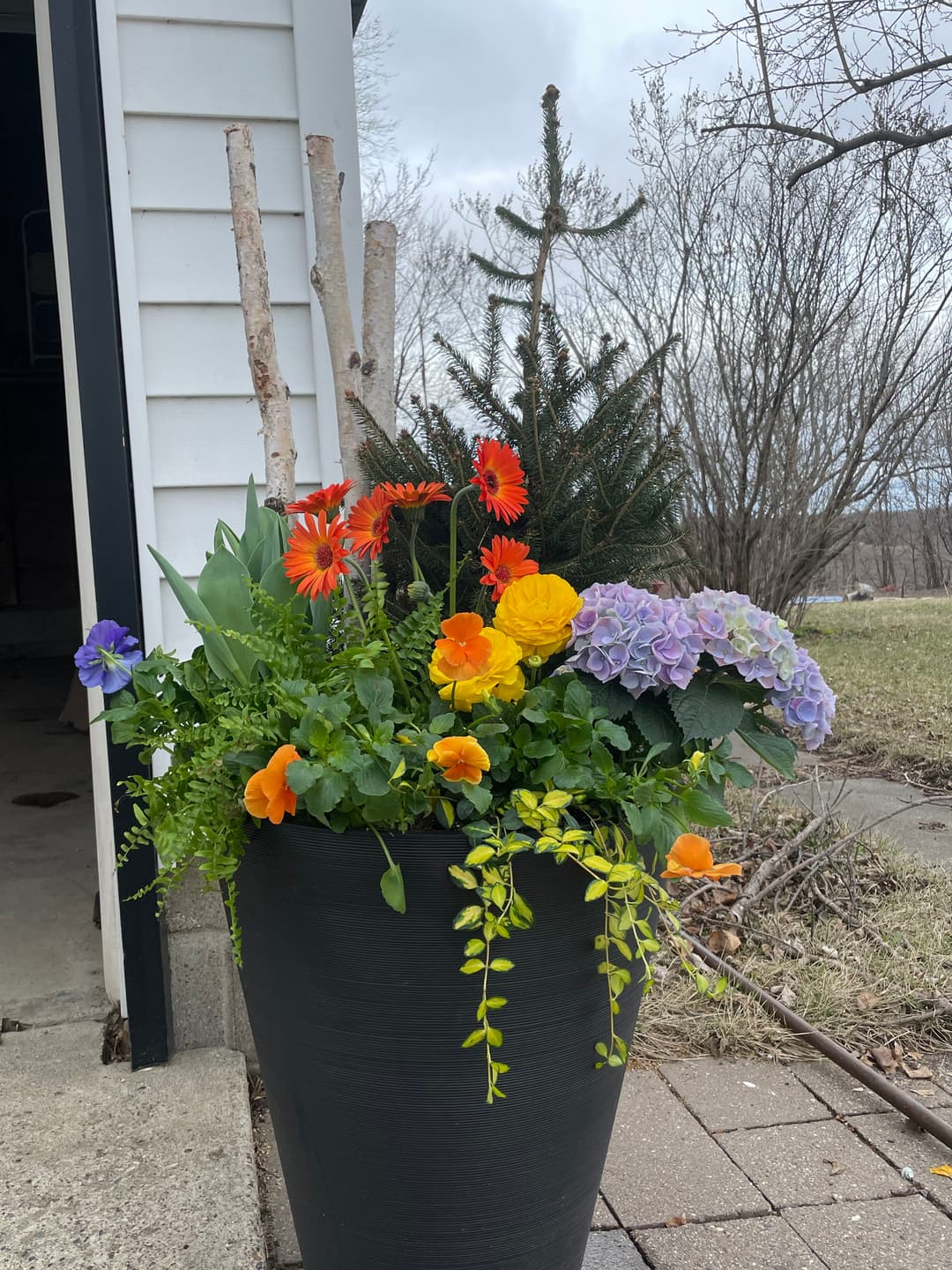 Colorful spring flowers in a large pot, featuring gerbera daisies, pansies, and hydrangeas.