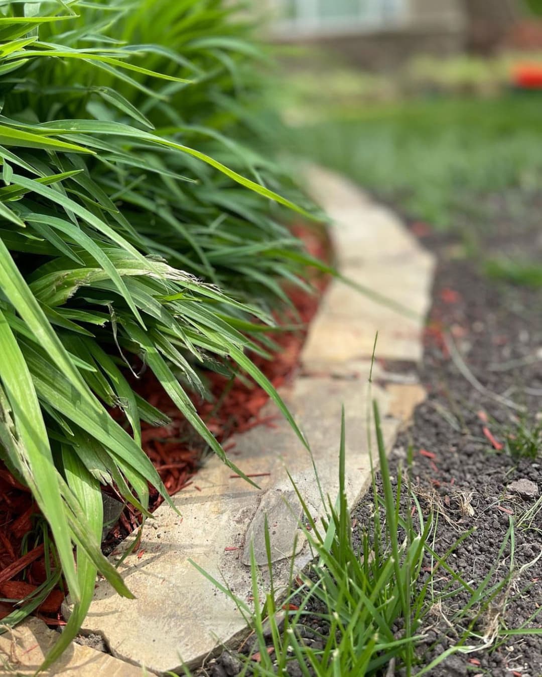 Lush green plants beside a stone edging in a well-maintained garden bed.