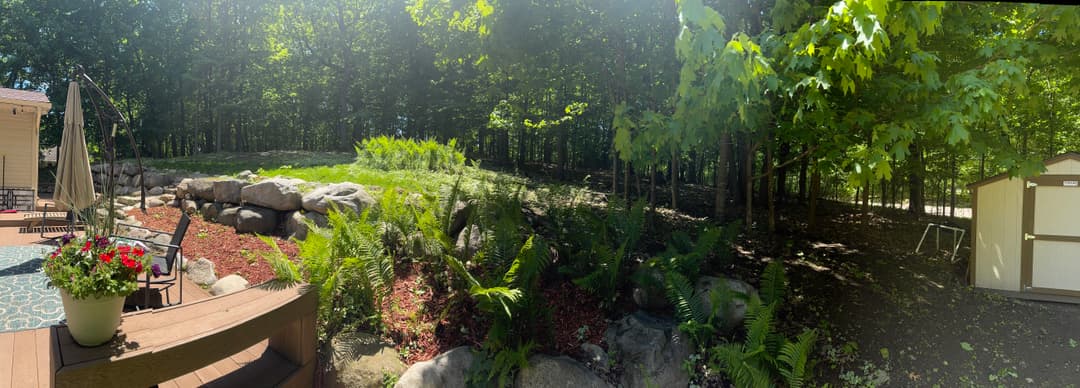 Panoramic view of lush backyard with stone landscaping, green ferns, and sunlit trees.